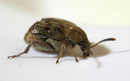 Acanthoscelides obtectus